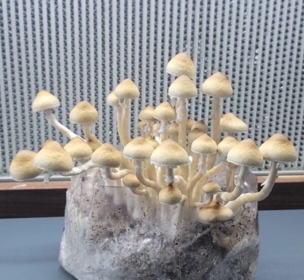 San Bernard Spore Print Texas Wild Mushroom Spores