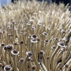 Tampanensis, Tamps, Florida, Spores, Mushroom Spores, Liquid, Culture, LC