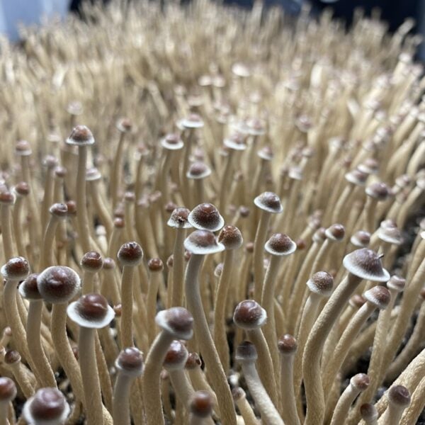 Tampanensis, Tamps, Florida, Spores, Mushroom Spores, Liquid, Culture, LC