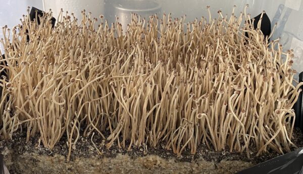 tampanensis3