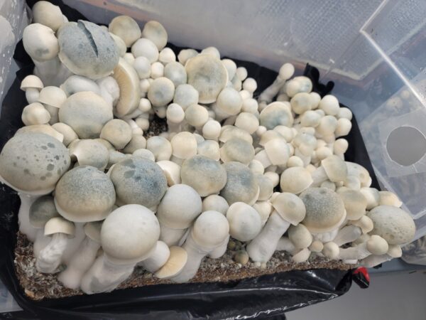 Iceberg, spore. spores, spore swab, albino