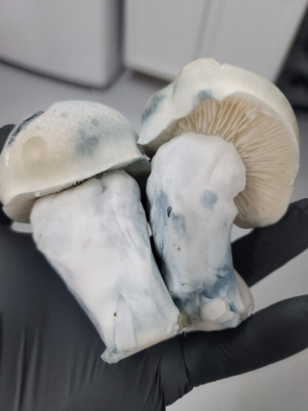 Iceberg, spore. spores, spore swab, albino