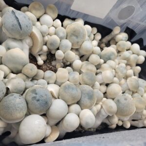 Iceberg, Spore, Spores. Spore Swab, Albino