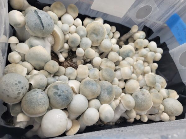 Iceberg, Spore, Spores. Spore Swab, Albino