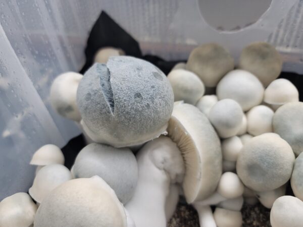 Iceberg, spore. spores, spore swab, albino