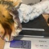 VDR 381g spore swabs, 100g club