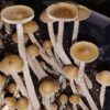 PZapotecorum3
