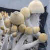 Apehilly Bumpkin V3, Cross, Hybrid, HBPXAPE, Spore Swab