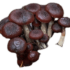 Gymnopilus Aeruginosa, Spore, Wild, Landrace, Spore Print