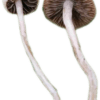Panaeolus Cinctulus, Wild, Landrace, Spore, spores, spore print