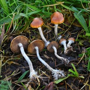 P. Subaeruginosa Wild Spore Print - Rare Australian Wood-Loving Psilocybe Spores.