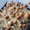 Steel Magnolia, Blue Magnolia, Penis Envy, Cross, Hybrid, Genetics, Mycelium, Mushrooms