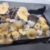 Apehilly Bumpkin Large Yellow Cap magic mushroom.