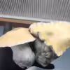 Apehilly Bumpkin F5. Hand Holding Two Large Yellow Cap magic mushrooms.