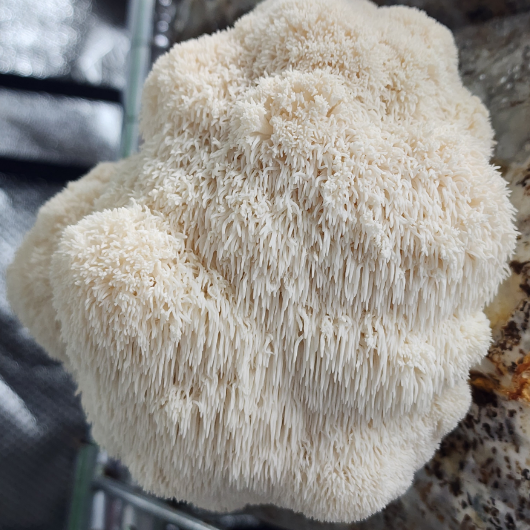 Gourmet edible Lions Mane Mushroom growing off wood block