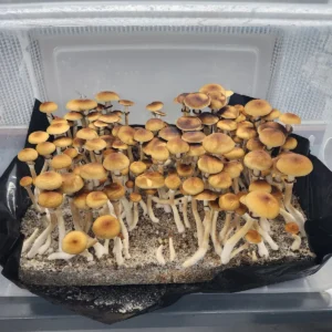 Microscopy-ready spore print of Cambodian Rust, showing rust-brown spores from skinny-stemmed mushrooms with bright orange to golden caps