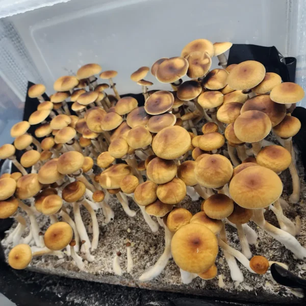 Cambodian Rust mushroom spore print with rust-brown spores, featuring thin stems and caps in shades of orange to gold