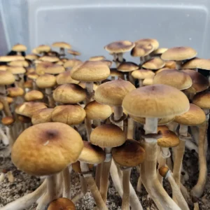 A unique rust spore producing Cambodian mushroom. With orange to gold colored caps. And very skinny stems.