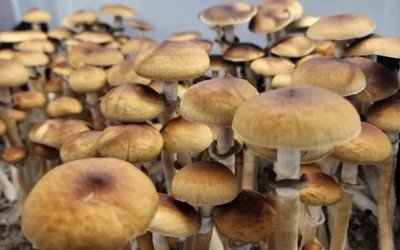 Understanding Legal Mushroom Spores in the U.S.: State Laws & Safe Shopping