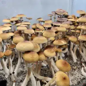 Microscopy-ready spore print of Cambodian Rust, showing rust-brown spores from skinny-stemmed mushrooms with bright orange to golden caps