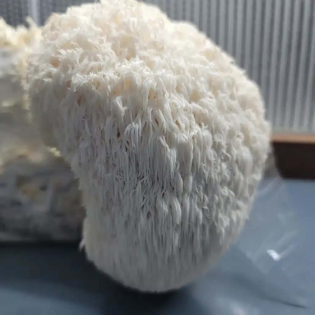Lions Mane Grow bag