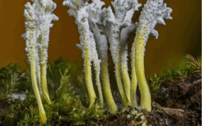 Mushroom Digest Volume 3
