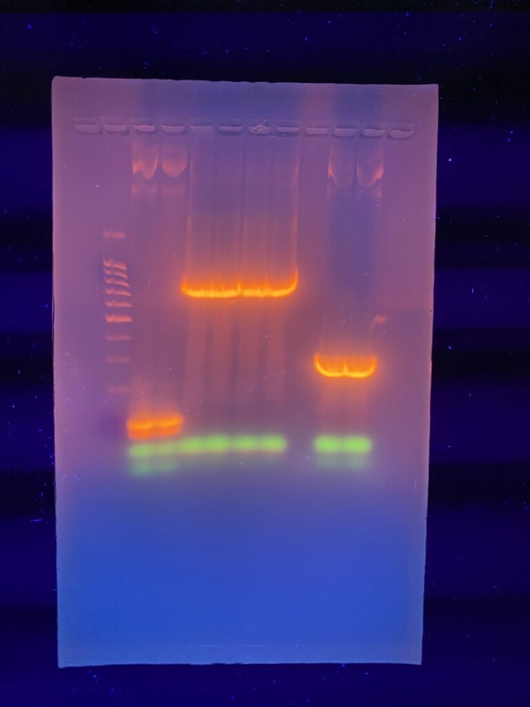 Agarose gel electrophoresis in UV light Agarose gel electrophoresis in UV light