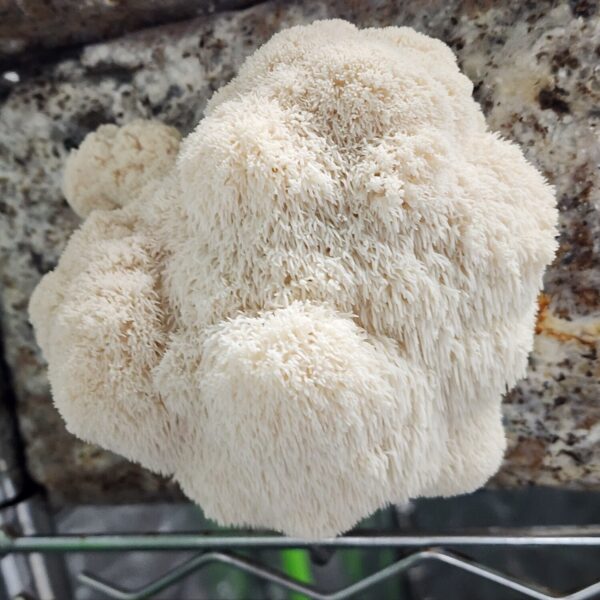 Lions Mane