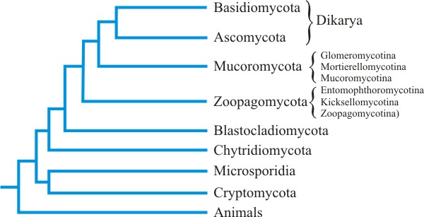 fungal phylogeny fungal phylogeny
