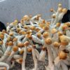 MVP white stemmed light brown capped mushrooms