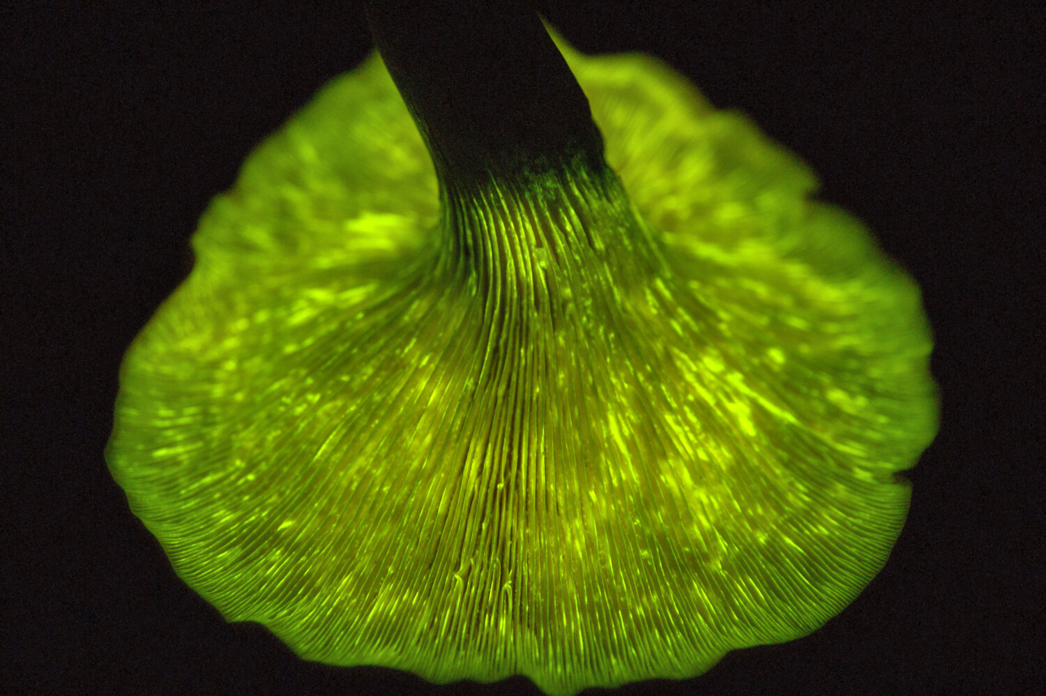 Jack O Lantern mushroom glowing with its bioluminescent low