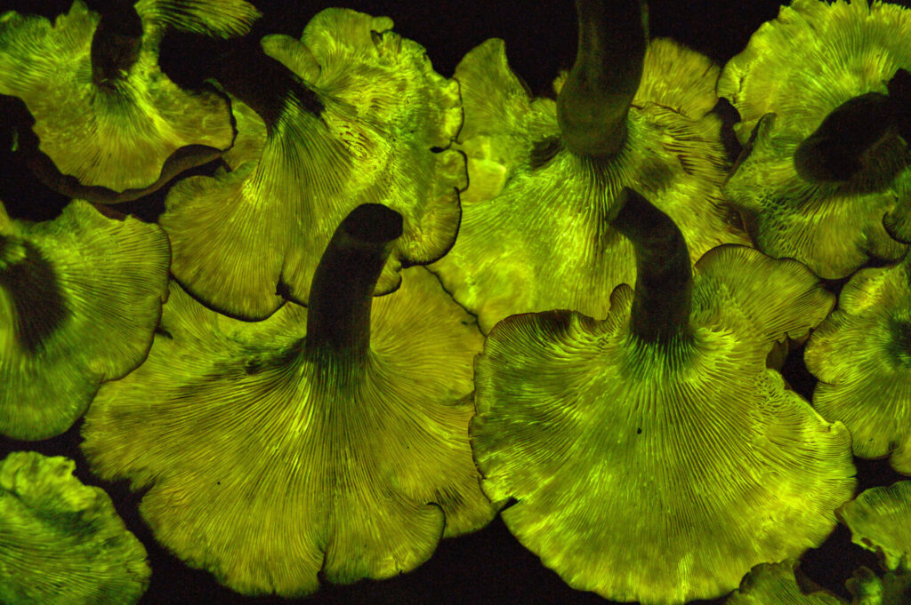 Jack O Lantern mushroom glowing with its bioluminescent low Jack O Lantern mushroom glowing with its bioluminescent low