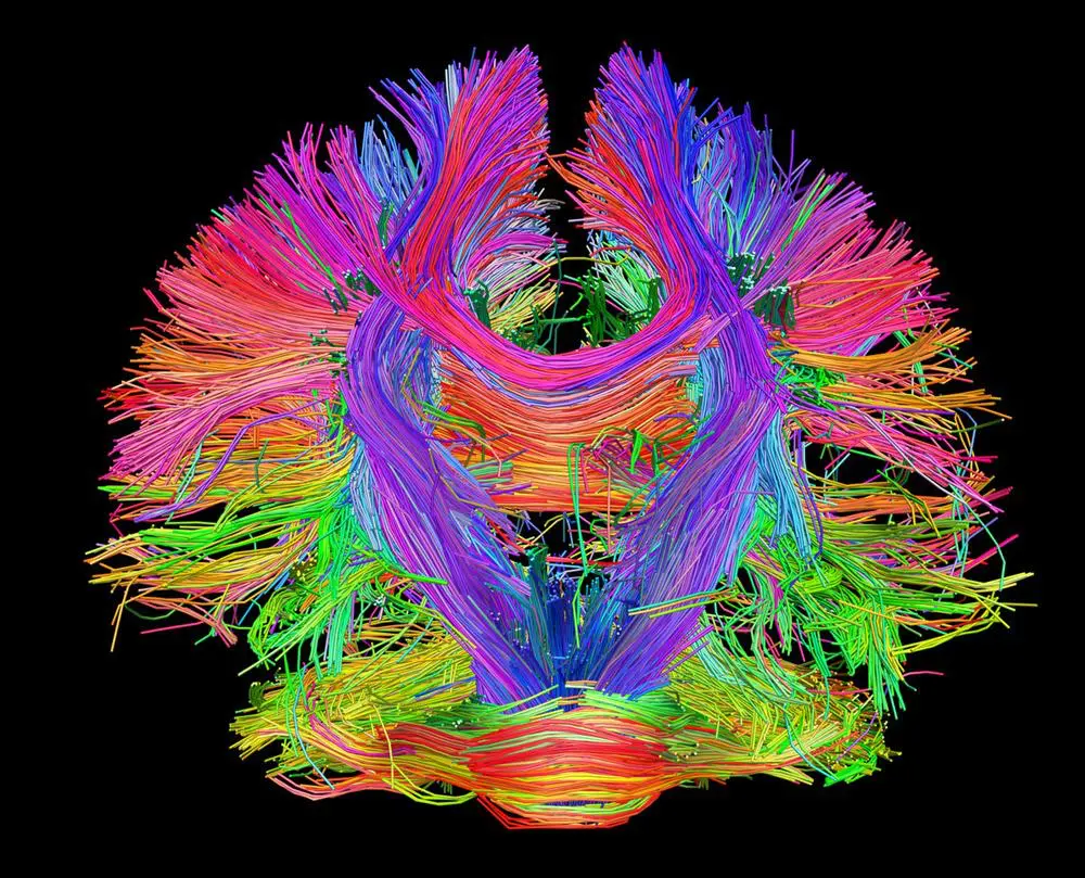 Brain Neural networks during mushroom scane