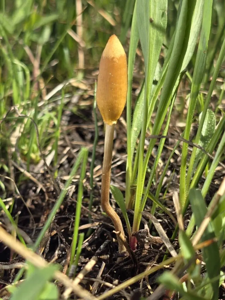 Psilocybe Ganolfini found by Alan Rockefeller