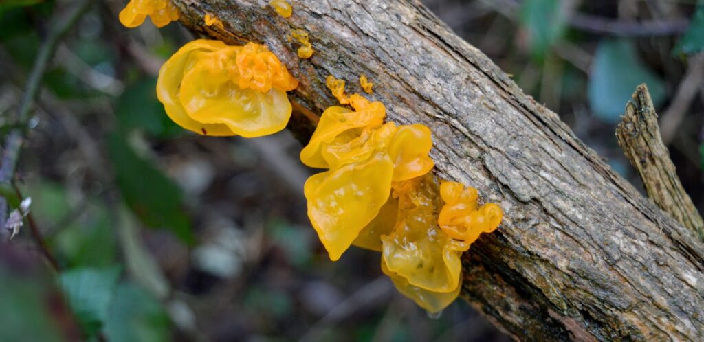 Witches butter Witches butter