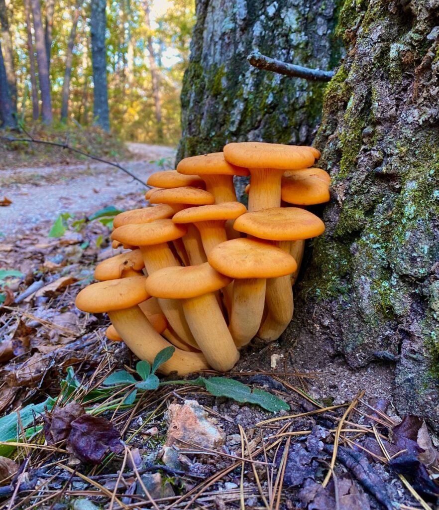 jack olantern 1 jack o lantern mushrooms growing at the base of a tree. With their natural orange coloring