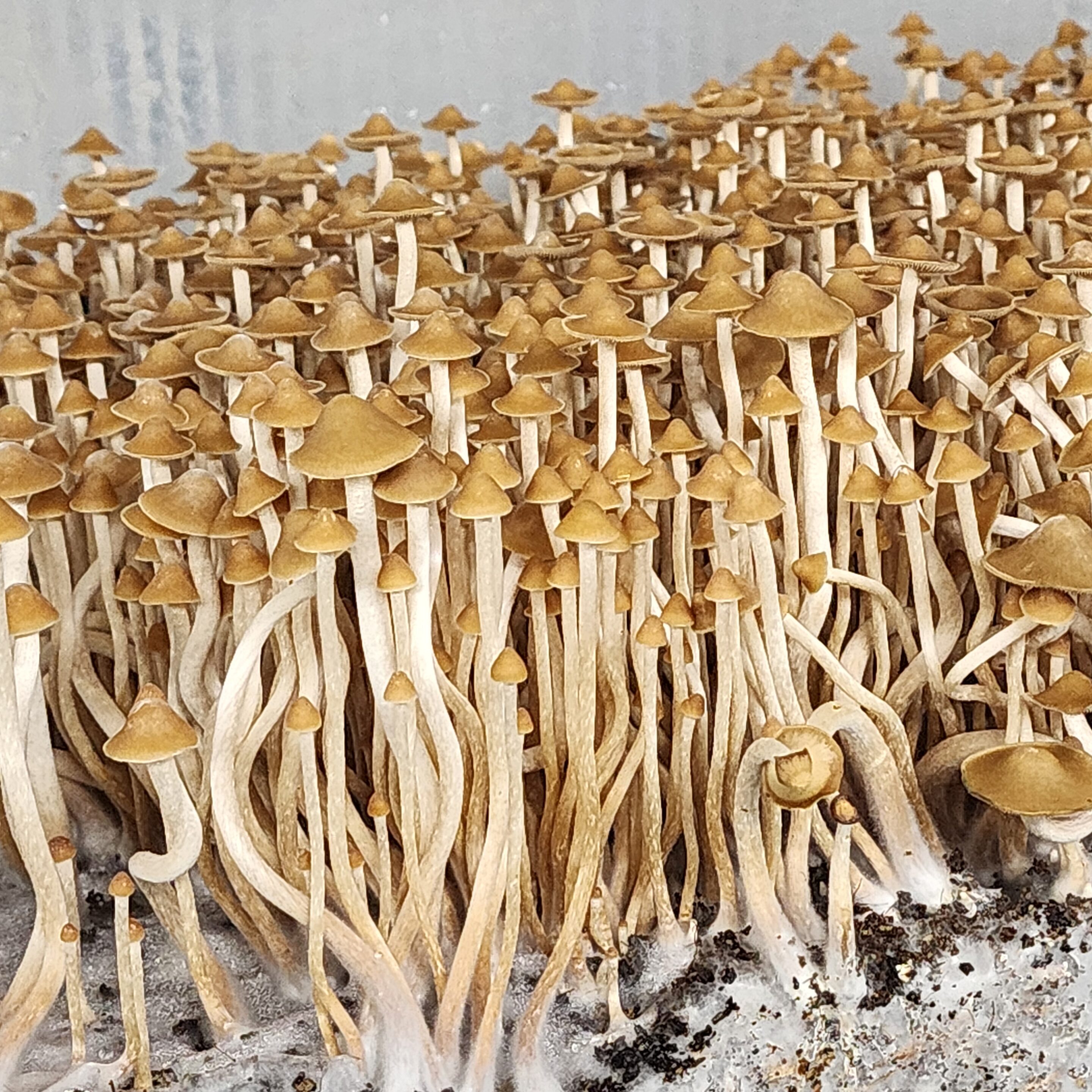 Psilocybe Subtropicalis: The Ever-Living Mystery of Semperviva and Its Taxonomic Saga