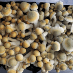 Melmac Banner The Origins of Penis Envy Mushrooms