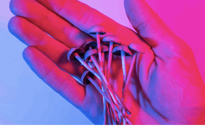 Psilocybe Mushrooms 101: Origins, Effects, and Legal Insights
