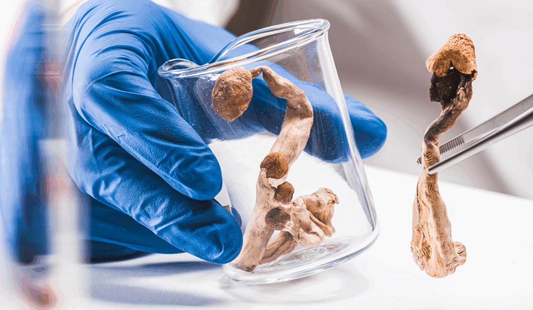 The Best Mushroom Spores for Research: Why Genetic Resilience Matters More Than You Think