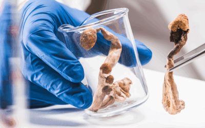 The Best Mushroom Spores for Research: Why Genetic Resilience Matters More Than You Think