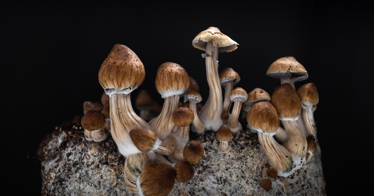 Best mushroom spores for research
