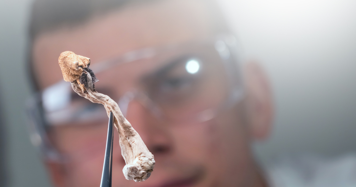 best mushroom spores for research