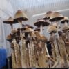 Xalapa Wild Landrace 2