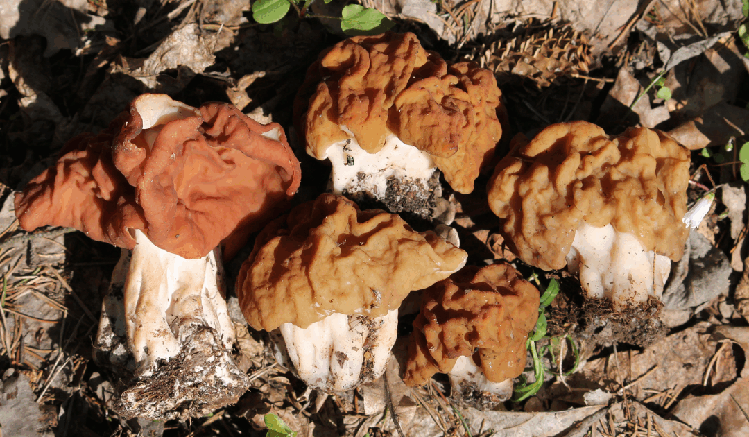 Deadly Lookalikes: How to Tell the Difference Between Morels and False Morels