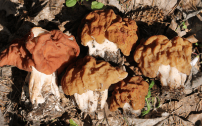 Deadly Lookalikes: How to Tell the Difference Between Morels and False Morels