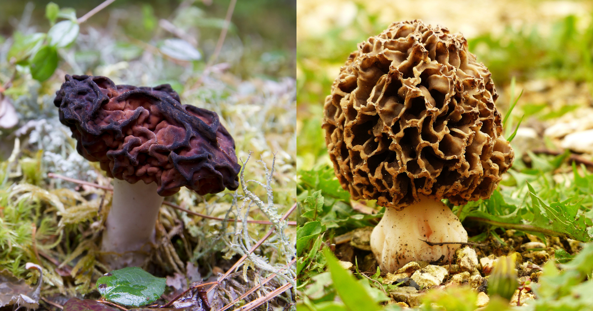 how to tell the difference between morels and false morels