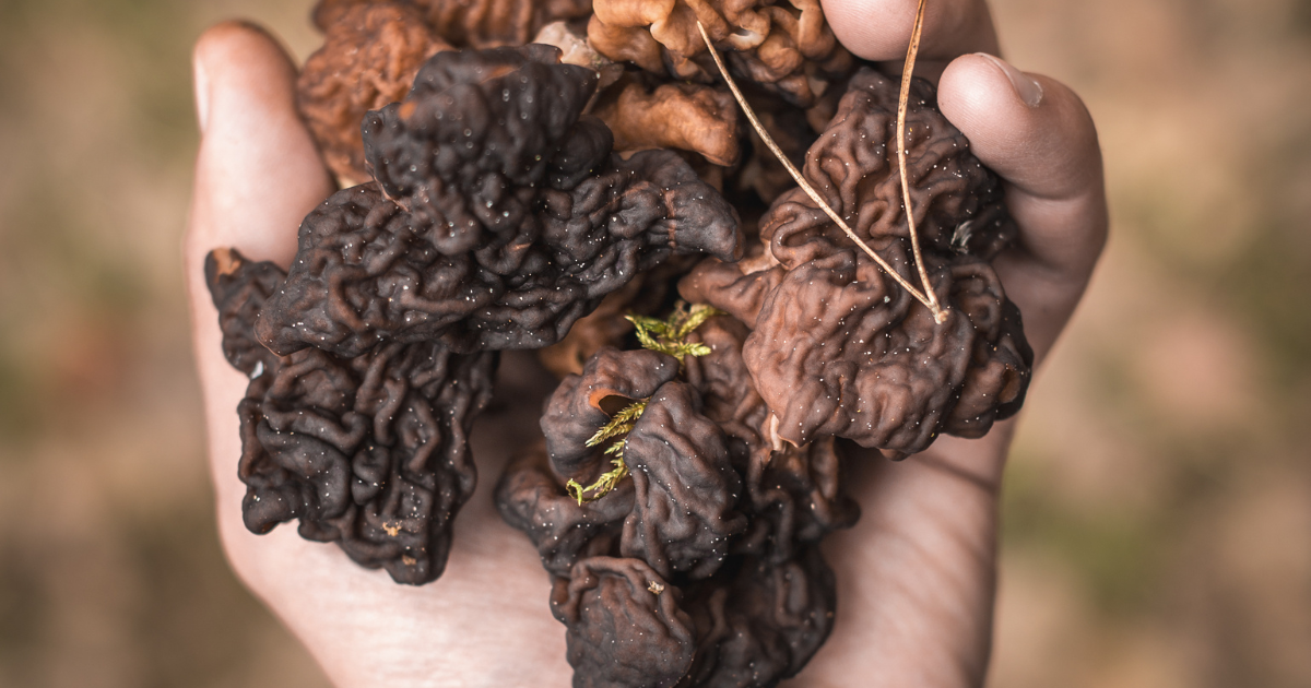 how to tell the difference between morels and false morels