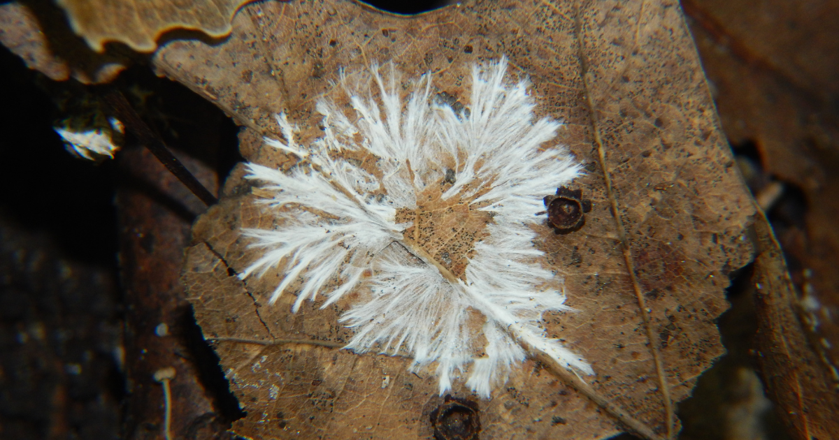 spore print for microscopy journal