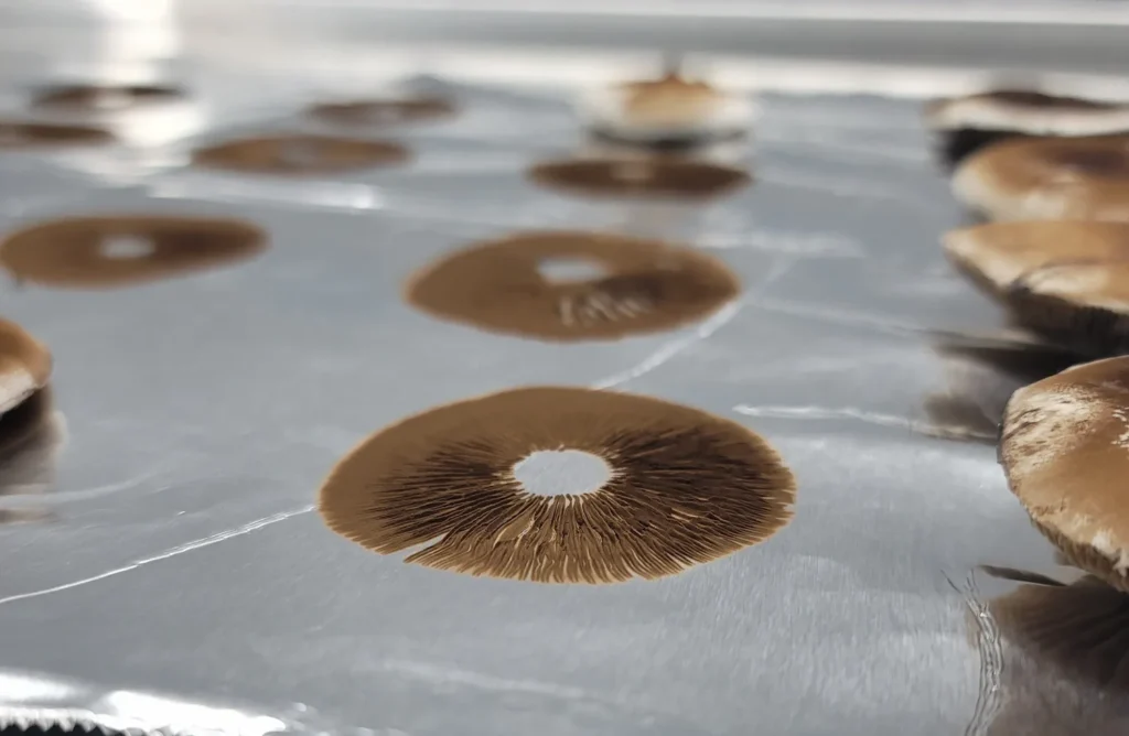 Premium Mushroom Spore prints on a sheet of foil.
